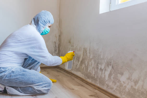 Best Emergency Mold Remediation in Bradford, RI